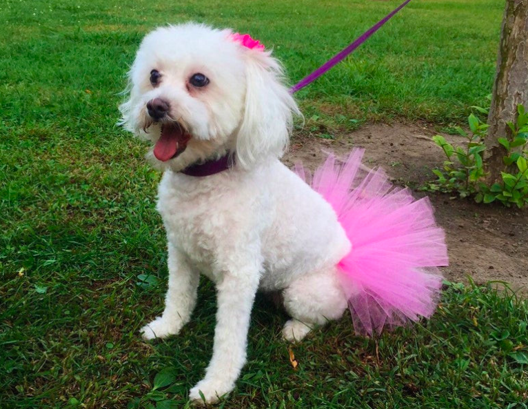 Pink Pet Skirt for Cute Dog 