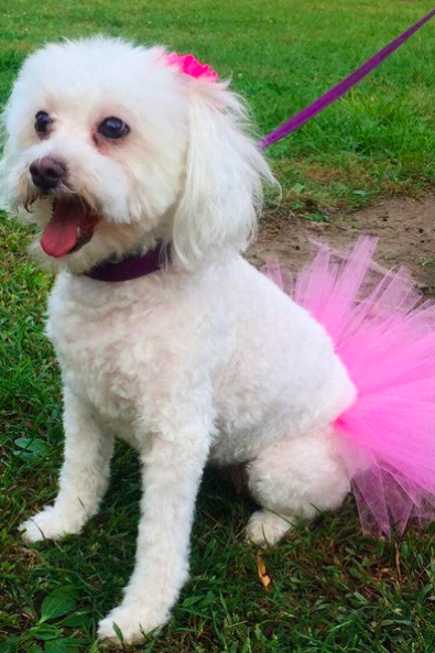 Pink Pet Skirt For Cute Dog